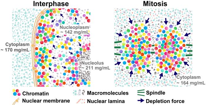 A transient rise in depletion attraction is caused by nuclear envelope breakdown.