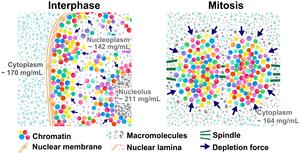 A transient rise in depletion attraction is caused by nuclear envelope breakdown.