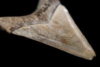 Megalodon's Teeth were 'Ultimate Cutting Tools'