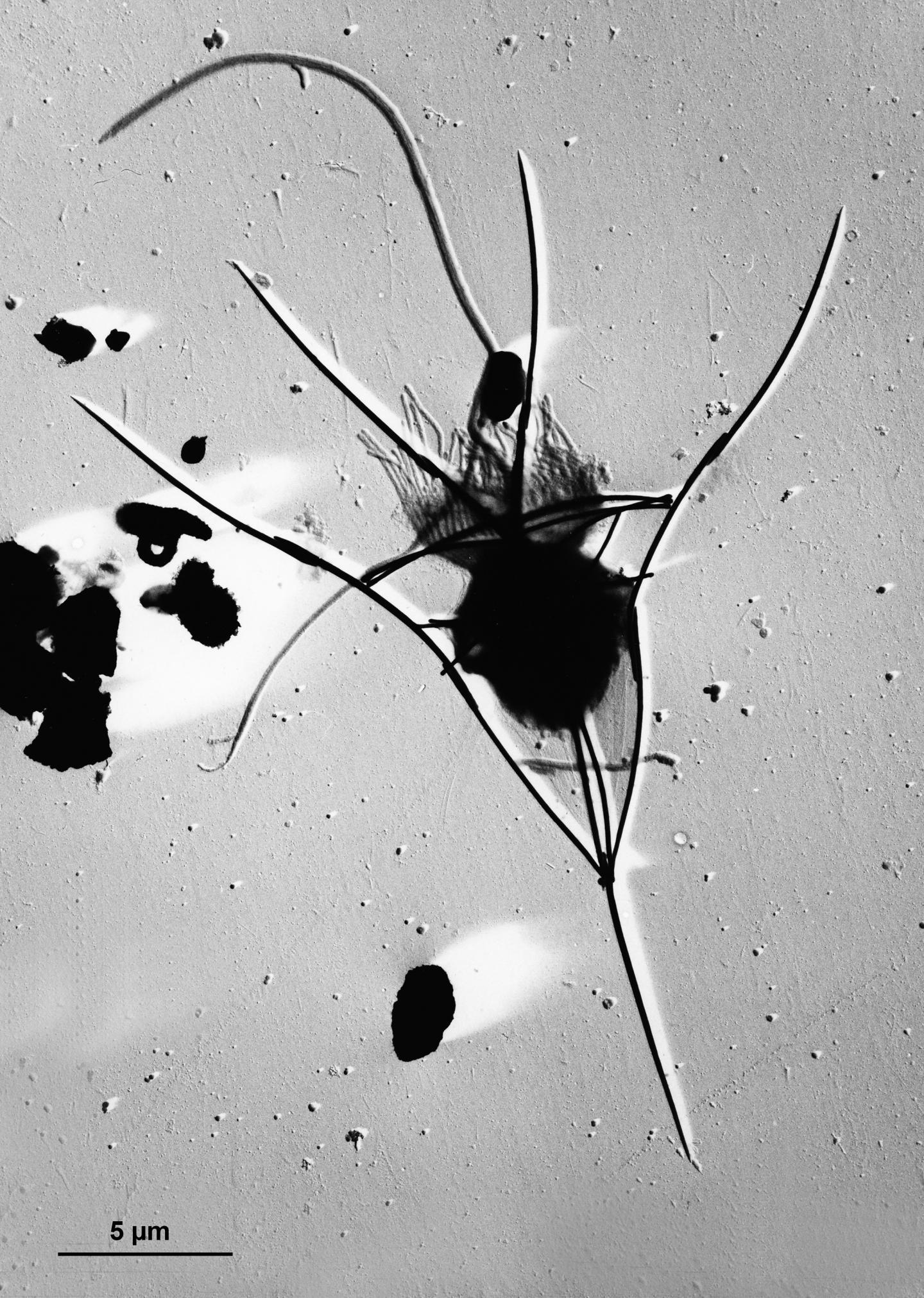 A flagellate equipped with two flagella. The long, hairy flagellum beats to create a feeding current