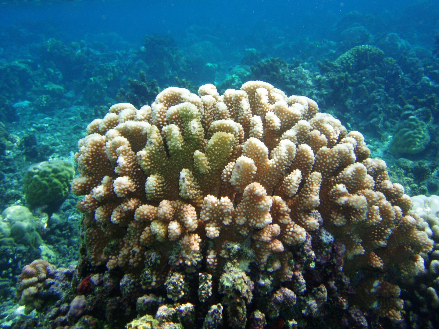 Pocillopora