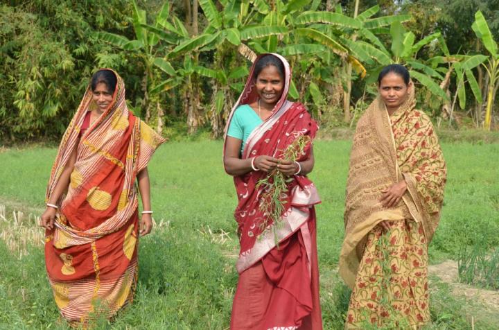 Rice Farmers Growing Lentils in Their Fallows, West Bengal
