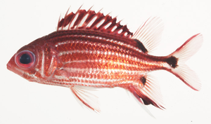 threespot squirrelfish