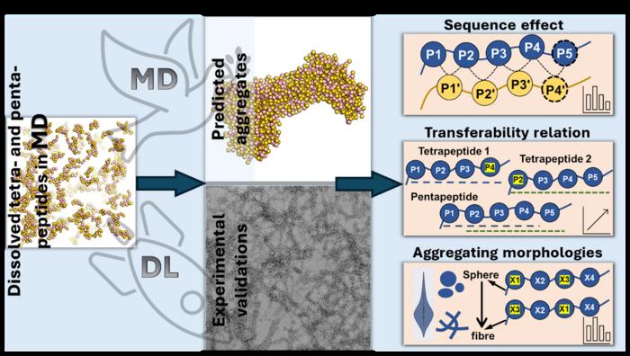 Aggregation rules of short peptides