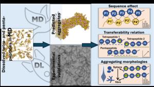 Aggregation rules of short peptides