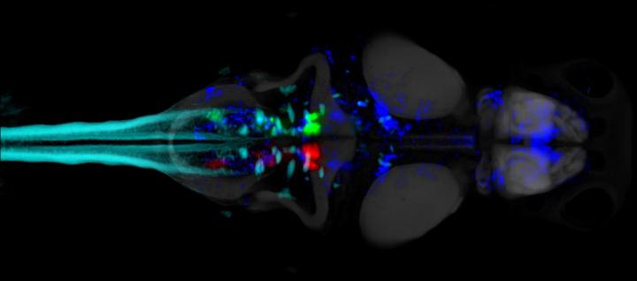 Neurons Controlling Spontaneous Zebrafish Swimming Behavior