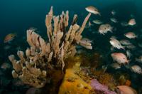 Reef Fish, Tasmania