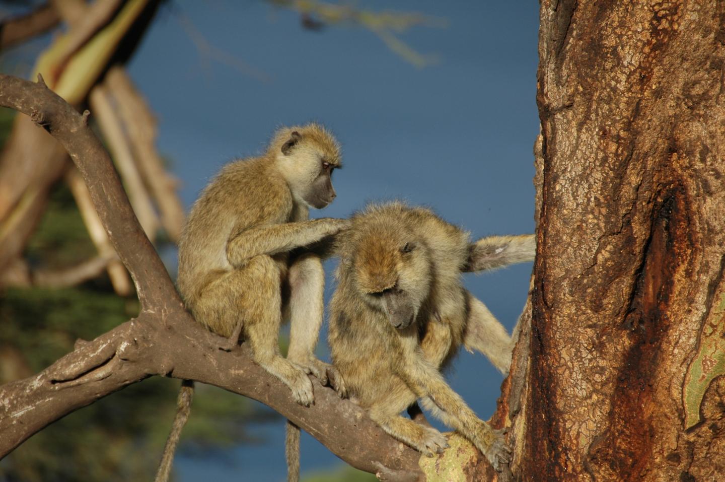 Baboons grooming, Amboseli basin, Kenya