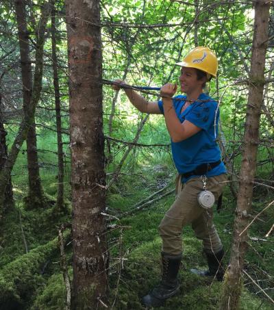 Taking a Tree Core from a Balsam Fir