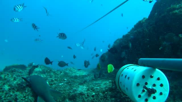 Shorttail nurse shark