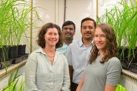 Advancing Research on Arsenic Problem in Rice