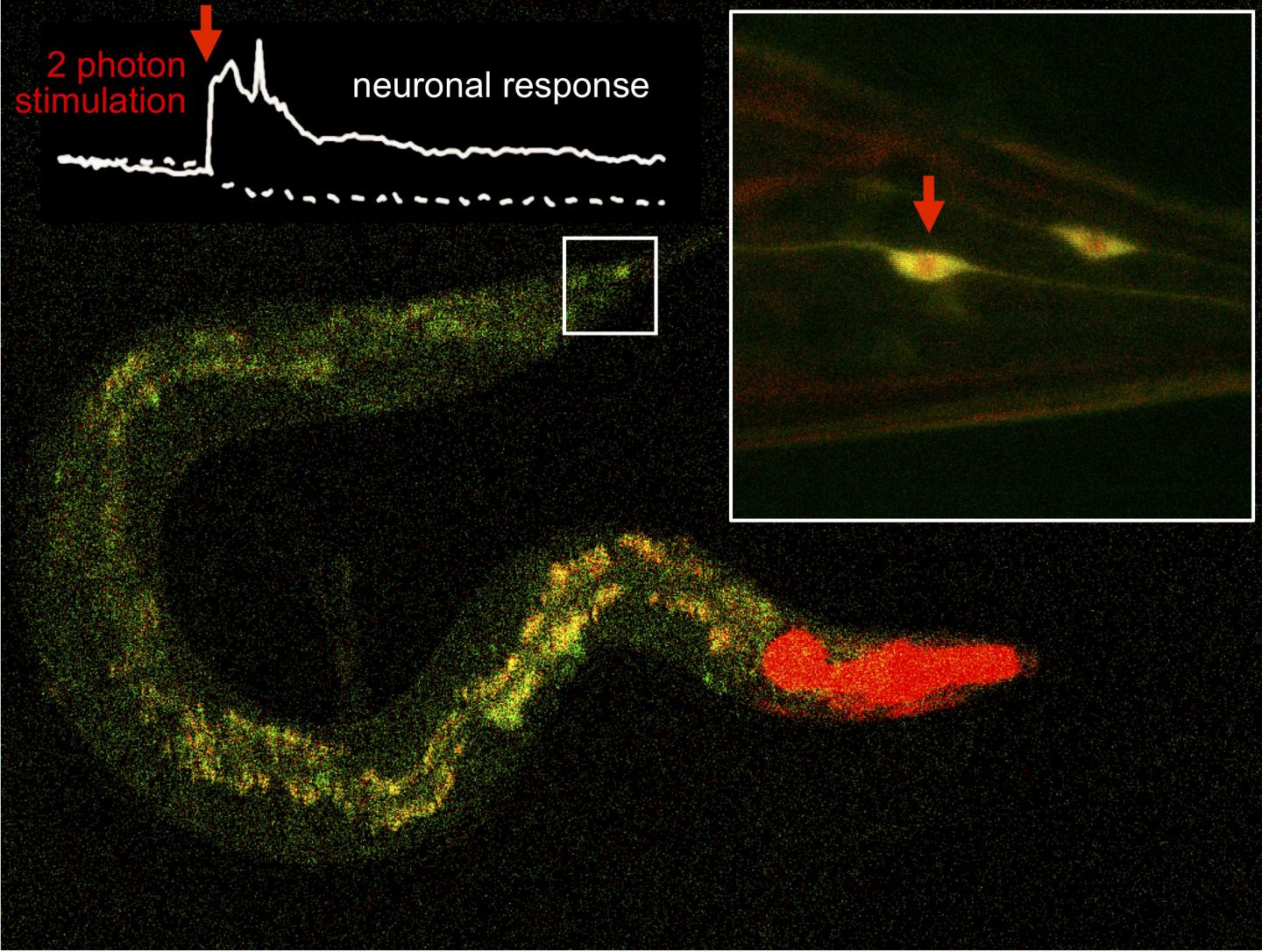 Control Of The Activity Of Individual Worm Neurons