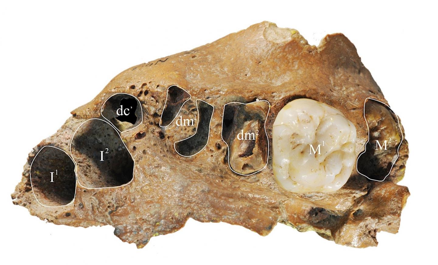 Fossil