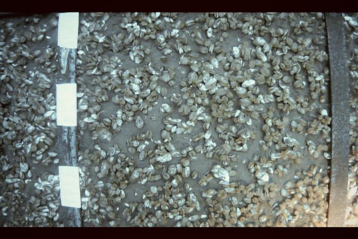 quagga mussels