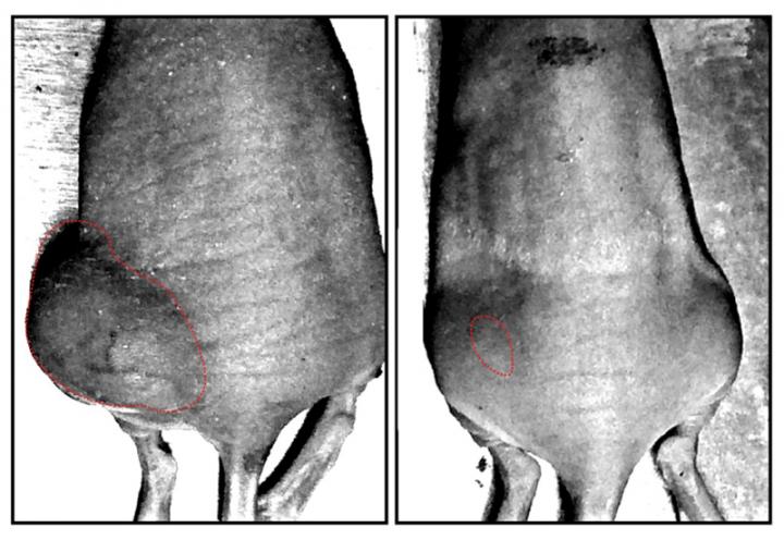 Mouse Xenograft Model