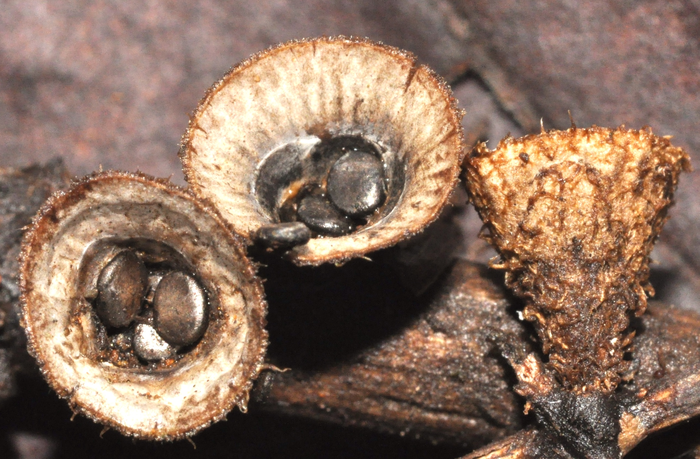 Bird's nest fungus