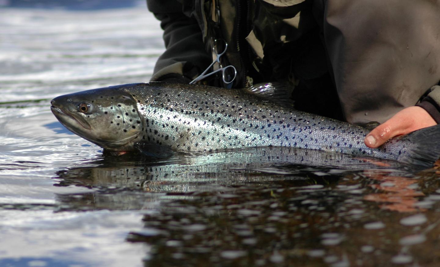 Salmonid fishes use different mechanism to defend against parasite infections