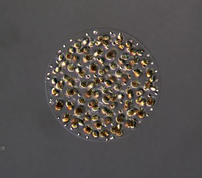 Lessons from the Pond: Clues from Green Algae on the Origin of Males and Females (1 of 2)