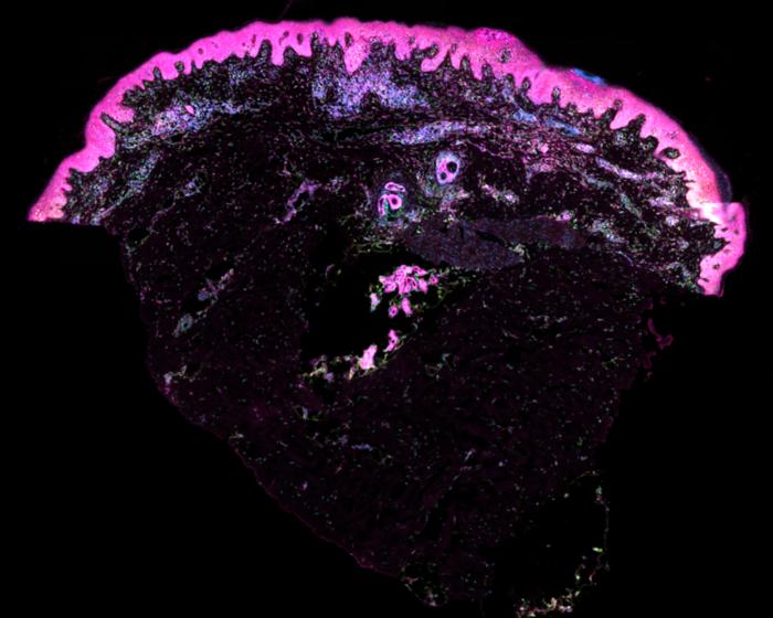 Cell segmentation stain of human skin