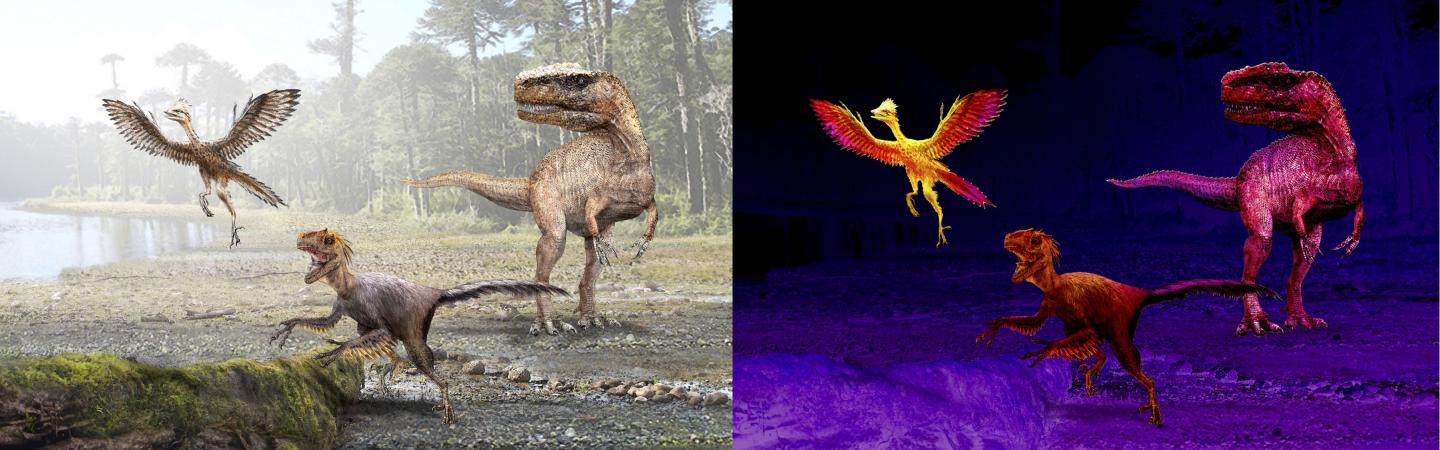 Ability to Regulate Body Heat Emerged as Dinosaurs "Shrunk" (3 of 3)