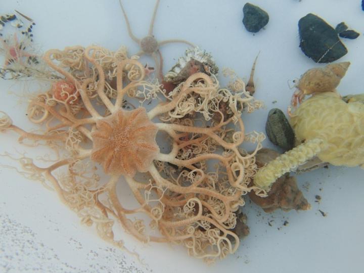 Animals in Arctic Continental Shelf Play a Role in Region's Nitrogen Budget Activity