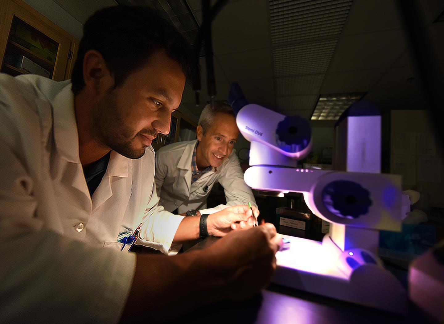 Getting Leptin Levels 'Just Right' May Provide Cardiovascular Protection