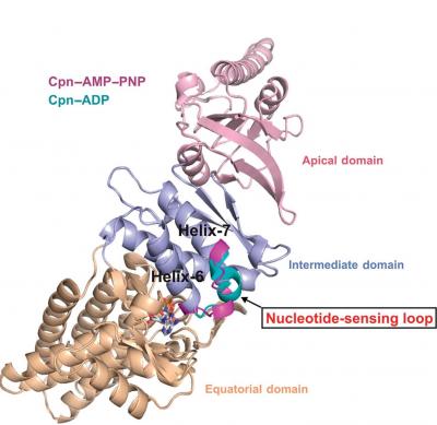 Chaperonin Nucleotide Sensing Loop
