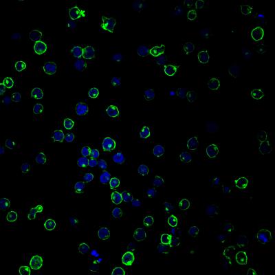 Targeting Human Proteins to Treat HIV