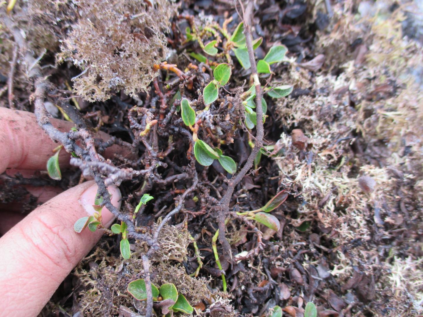 Tiny Willow Plays Important Role in Ecosystem