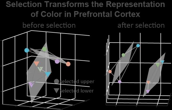 Working memory and attention: Two sides of the same neural coin? Data