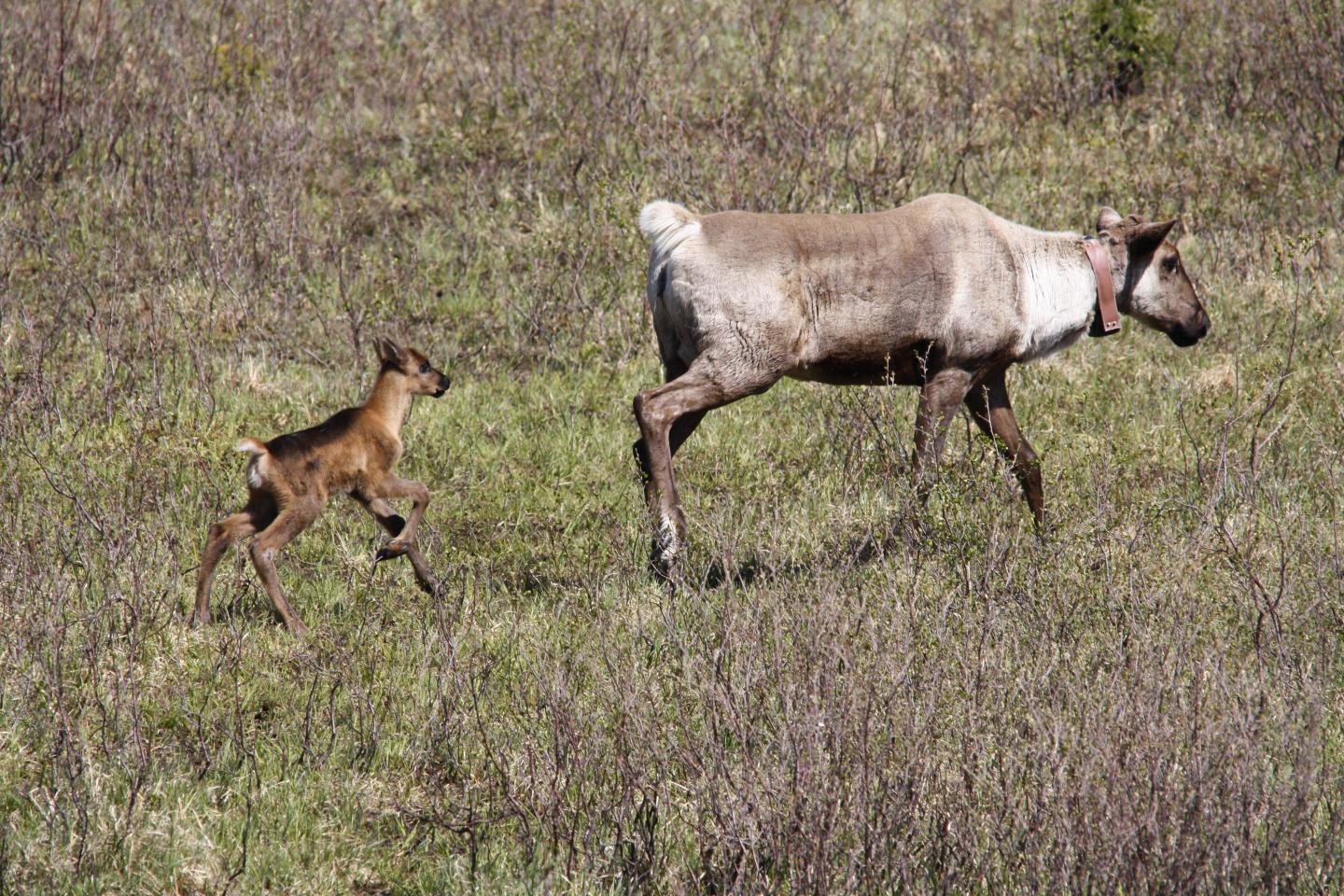 Woodland Caribou in the Klinse-Za Maternity Pen (1 of 2)