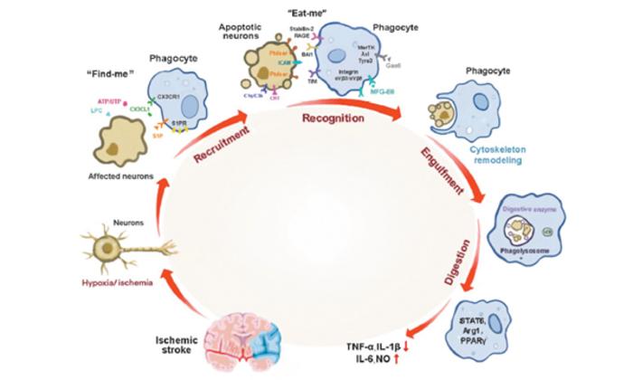 Efferocytosis: A promising pathway for stroke recovery