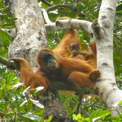 Sumatran Orangutans