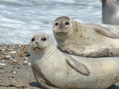 Harbor Seals
