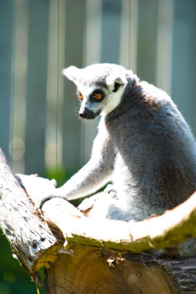 Lemur