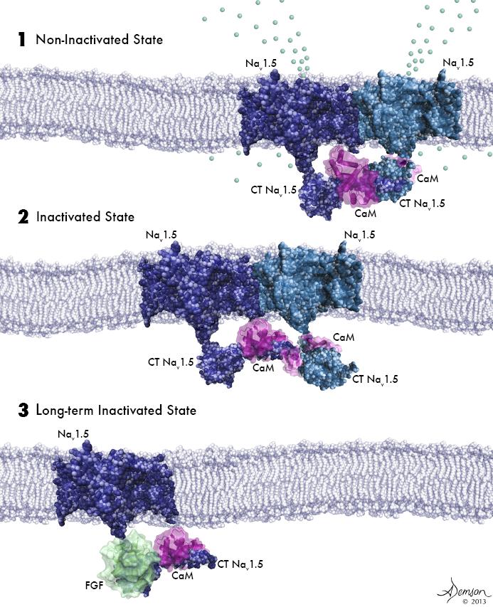 Activation of Sodium Channels