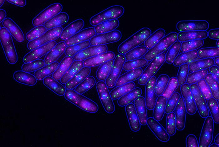 Fission yeast cells