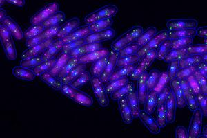 Fission yeast cells