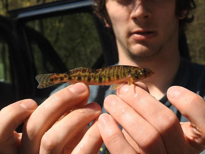 Chesapeake logperch