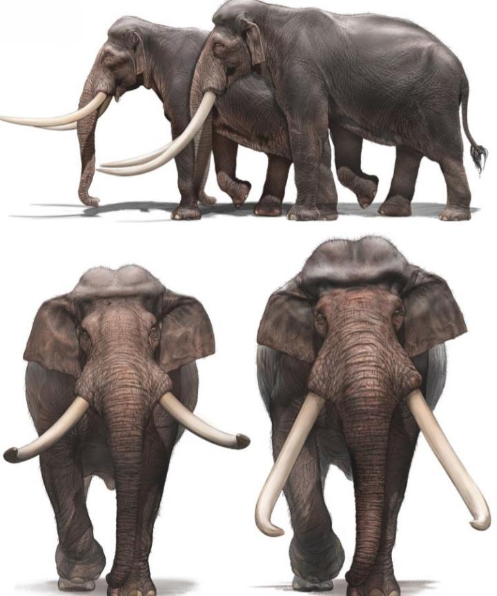 Reconstructed Life Appearance of the Extinct European Straight-Tusked Elephant