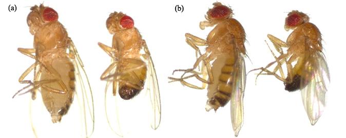 The Fruit Fly (<i>Drosophila melanogaster</i>)