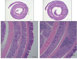 Mucosal immune responses against C. rodentium and clearance depend on IL-1R signaling