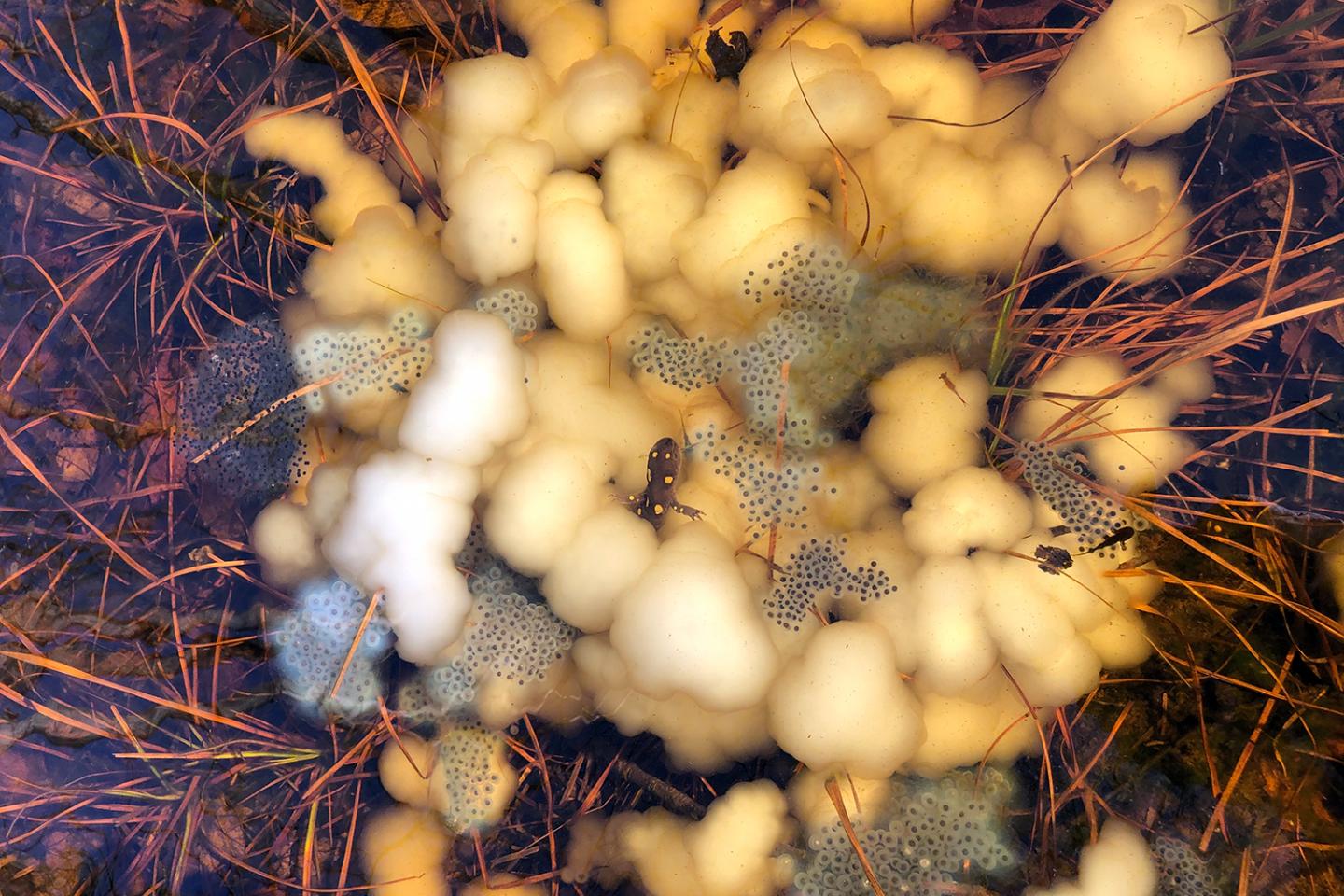 Salamander with Eggs