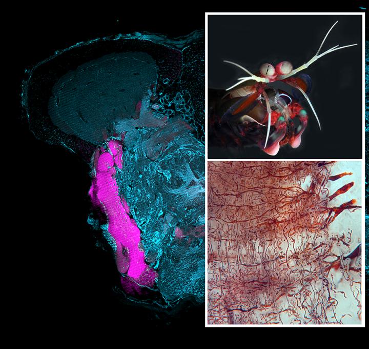 Mushroom Body in a Mantis Shrimp