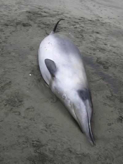 Grays Beaked Whale Stranded