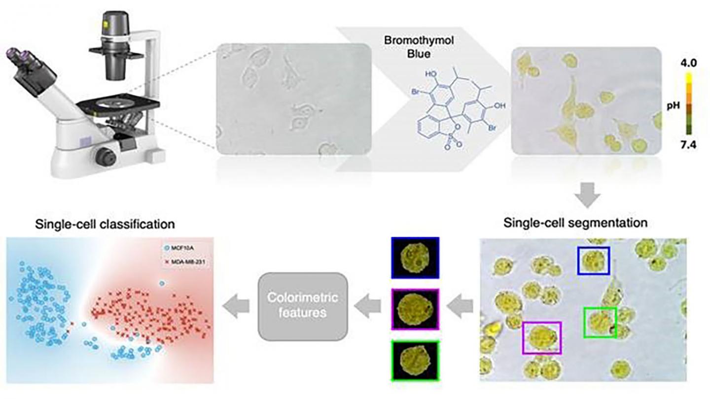 Single cell can be classified as either healthy or cancerous based on its color features