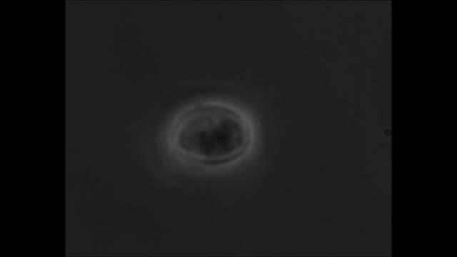 Depolarization of Neutrophil with Optical Stretcher