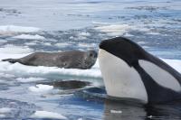 Killer Whale and Weddell Seal