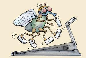 Fruit Fly on Treadmill Illustration