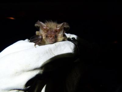 Brown Long-Eared Bat (2 of 2)